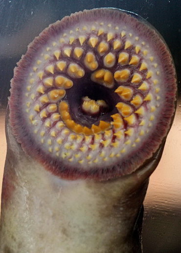 快一个礼拜没去碰我的R20~日本TMA我专用的中出肉便器