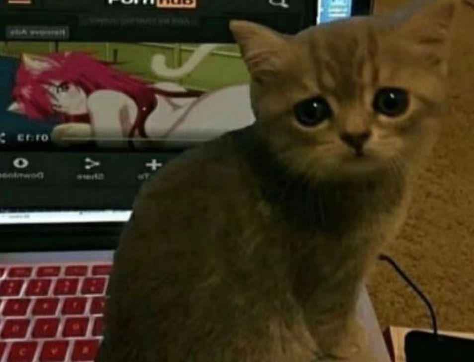 要…要被猫猫“暴风吸入”惹！——GXP-“赫萝猫娘”评测（高刺激）！[db:副标题]