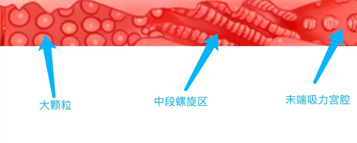 YUU热感奶瓶评测:我先干了这杯热热奶5 YUU热感奶瓶评测:我先干了这杯热热奶