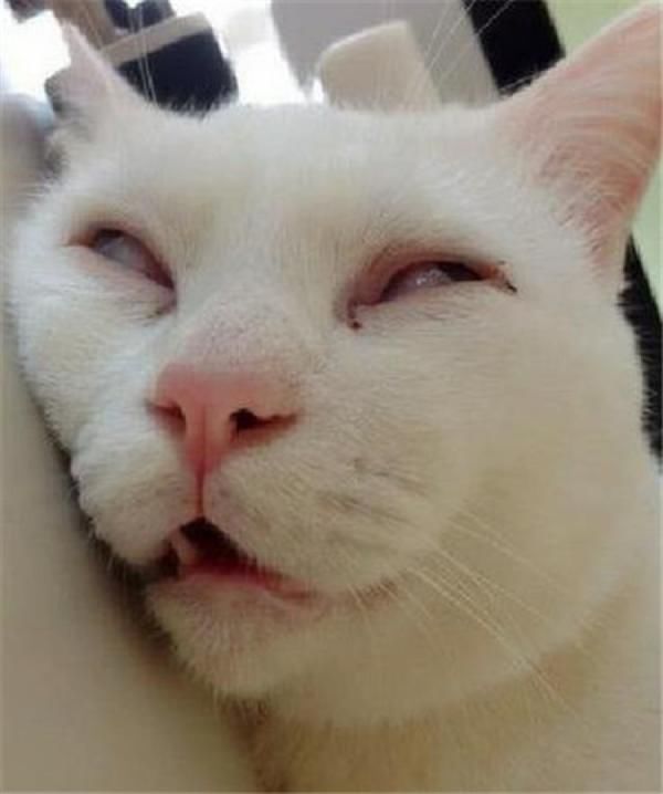 YUU虎牙妹妹飞机杯名器评测 – 故事向体验分享14 YUU虎牙妹妹飞机杯名器评测 – 故事向体验分享