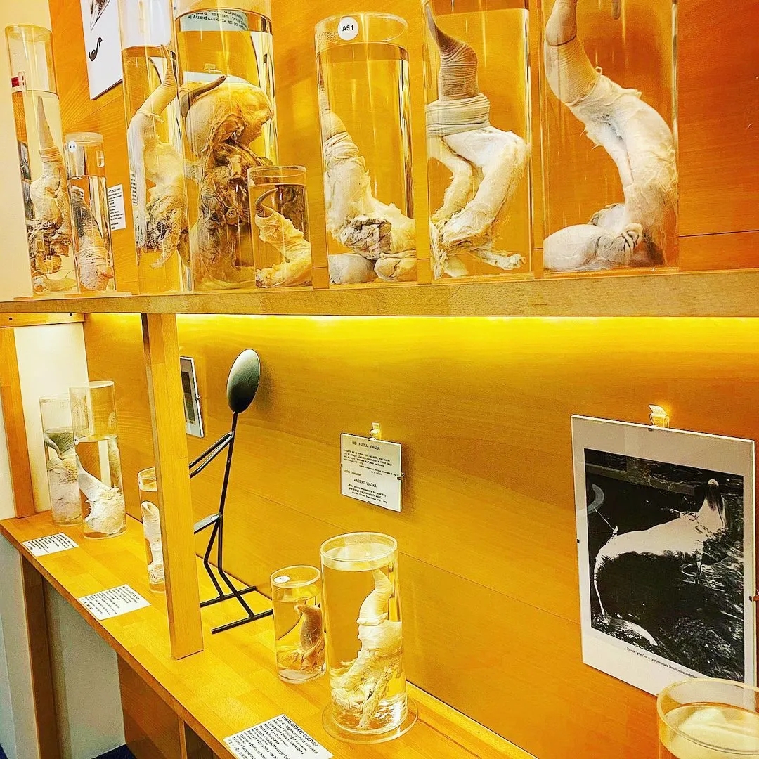 【吴小飘玩测评】神奇丁丁和它的好朋友