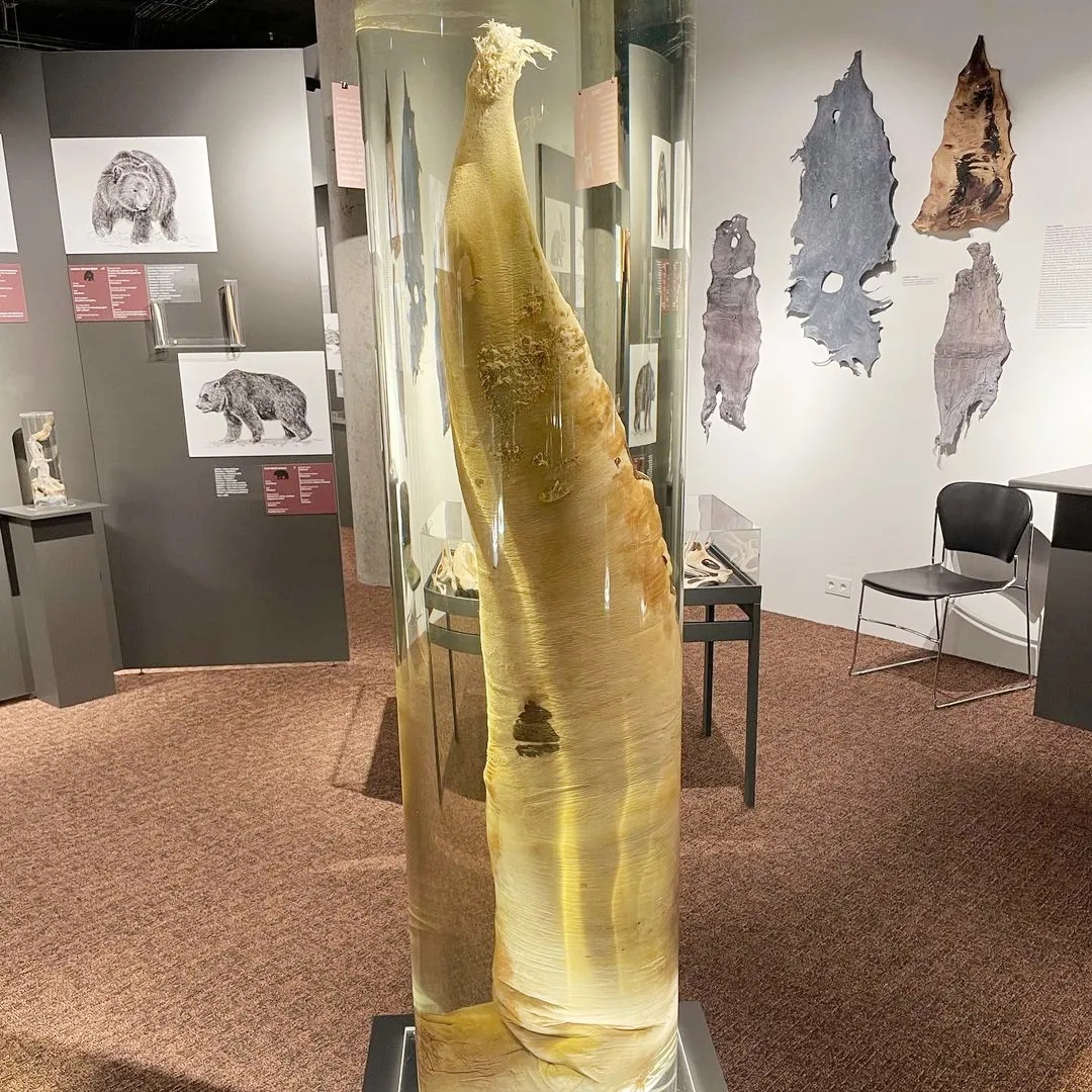 【吴小飘玩测评】神奇丁丁和它的好朋友