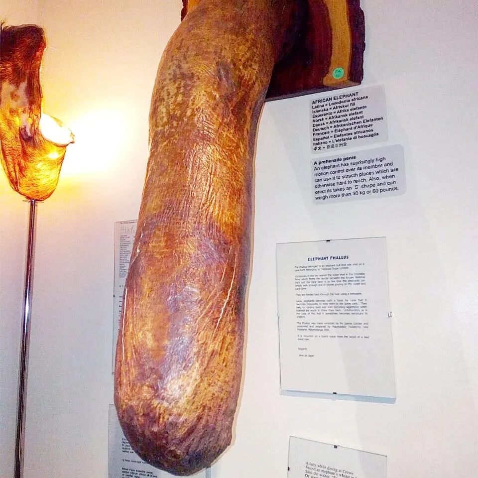 【吴小飘玩测评】神奇丁丁和它的好朋友