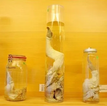 【吴小飘玩测评】神奇丁丁和它的好朋友