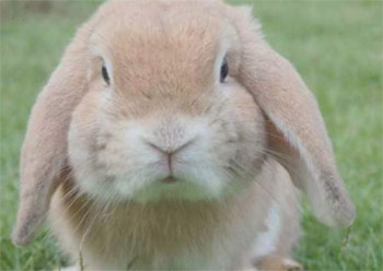 景兴疯狂兔子按摩棒测评1 景兴疯狂兔子按摩棒测评