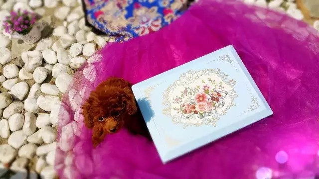 评测:俘获少女心,ZALO marie单头按摩棒 评测:俘获少女心,ZALO marie单头按摩棒